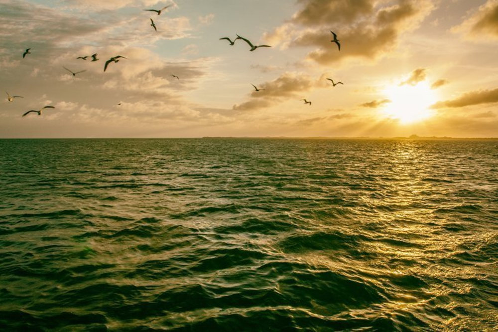 seagulls-sunset.jpg